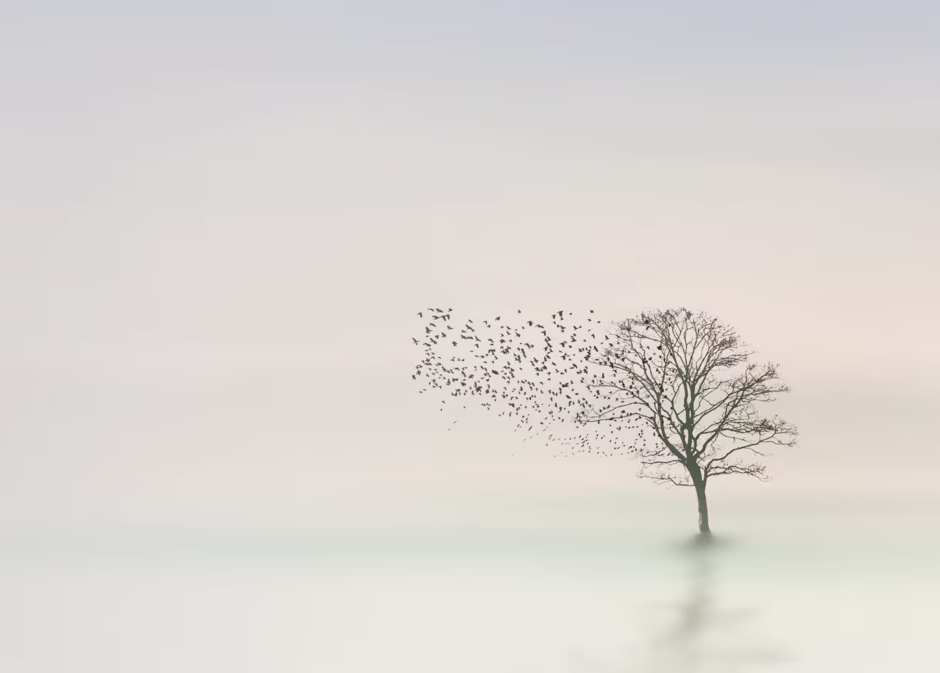 A tree in a calming distant fog with a flock of birds flying out of it.