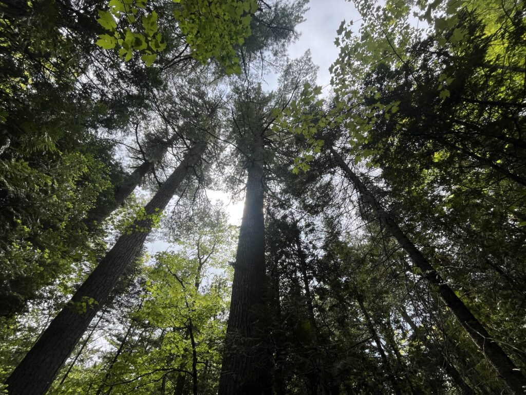 Forest view from the floor at tree canopy